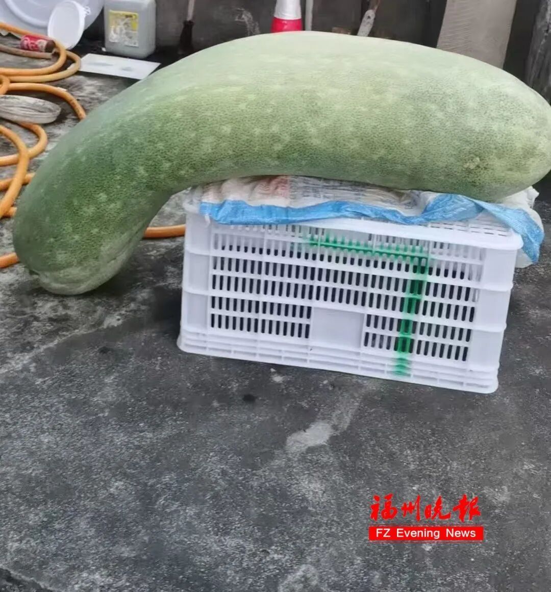 “抱冬瓜睡觉”突然走红!福州医生紧急提醒:有用!但不是人人都适合 “抱冬瓜睡觉”突然走红!福州医生紧急提醒:有用!但不是人人都适合