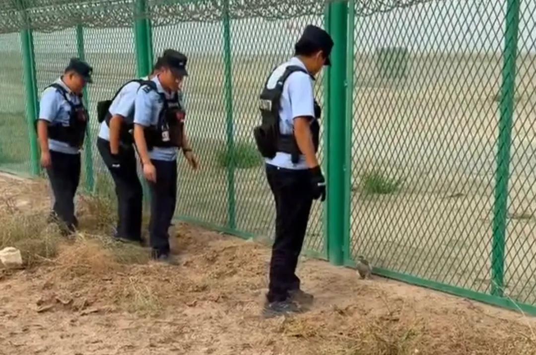 棕尾鵟不“狂”,红隼不“损”,它们都懂“有困难找警察”! 棕尾鵟不“狂”,红隼不“损”,它们都懂“有困难找警察”!