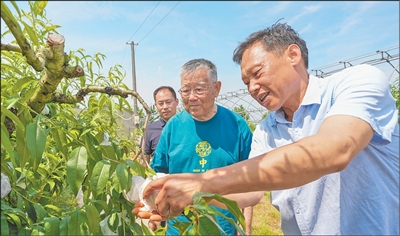“稻子金黄时,我最有成就感”(“七一勋章”获得者) “稻子金黄时,我最有成就感”(“七一勋章”获得者)