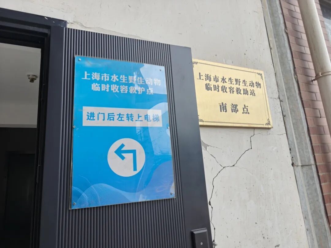 太吓人!上海一高中生网购鳄鱼,被家人暂存于消防通道,一觉醒来,鳄鱼不见了…… 太吓人!上海一高中生网购鳄鱼,被家人暂存于消防通道,一觉醒来,鳄鱼不见了……