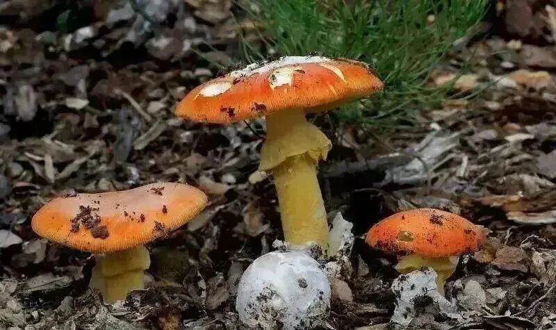 不要捡!不要吃!雨后大量出现 不要捡!不要吃!雨后大量出现
