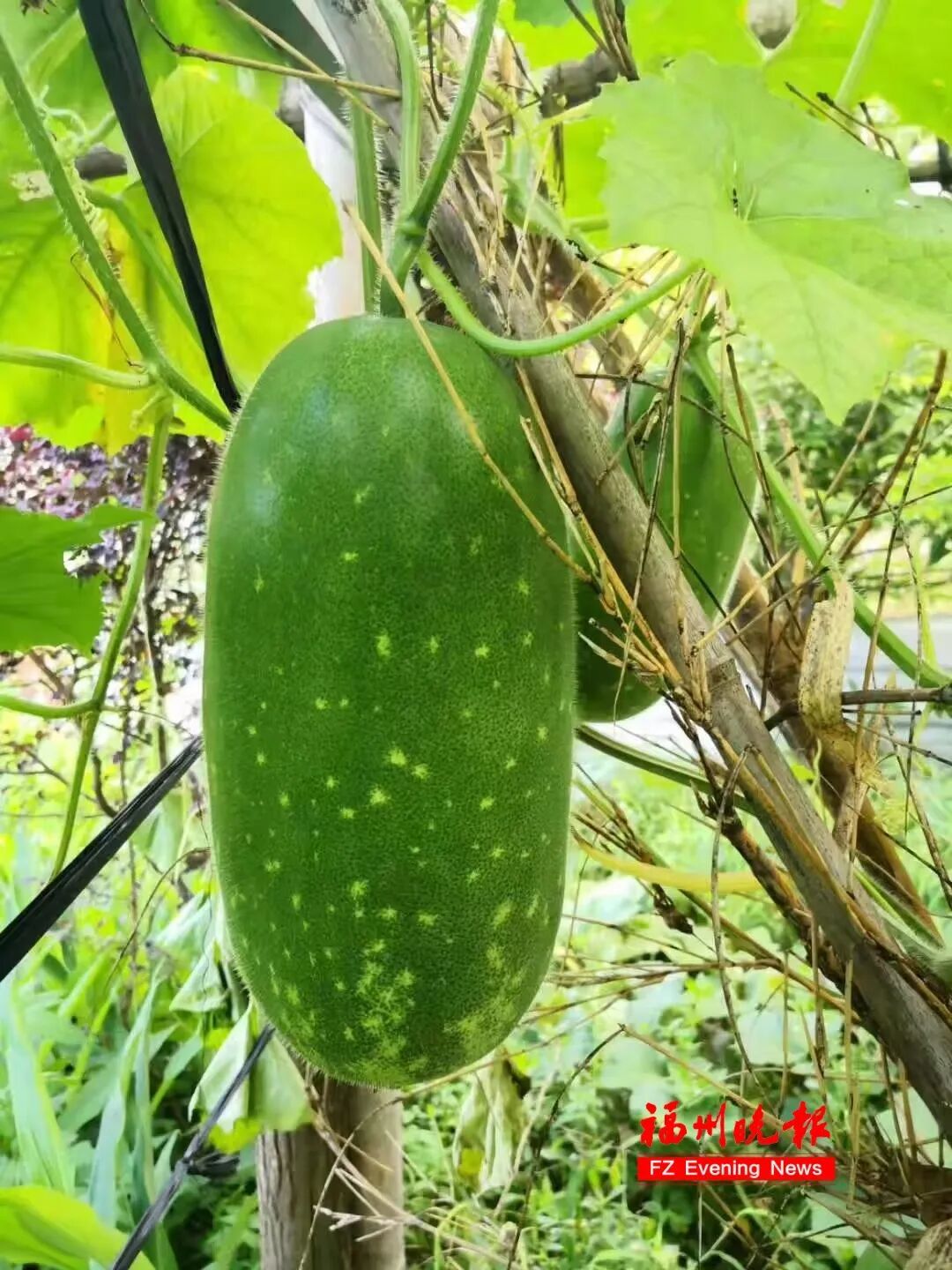 “抱冬瓜睡觉”突然走红!福州医生紧急提醒:有用!但不是人人都适合 “抱冬瓜睡觉”突然走红!福州医生紧急提醒:有用!但不是人人都适合
