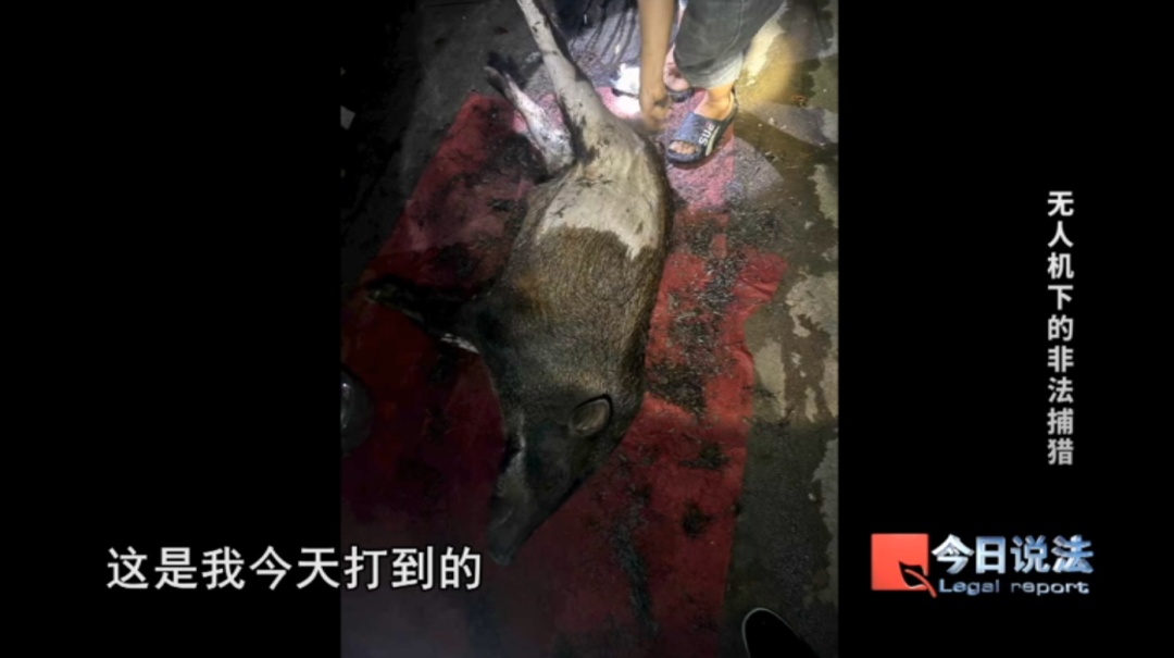用无人机高空投放金属利箭,非法猎捕7头野猪获刑…… 用无人机高空投放金属利箭,非法猎捕7头野猪获刑……