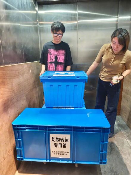 上海男生网购“迷你宠物”,被家人暂存在消防通道,一觉醒来,半米长的鳄鱼不见了 上海男生网购“迷你宠物”,被家人暂存在消防通道,一觉醒来,半米长的鳄鱼不见了