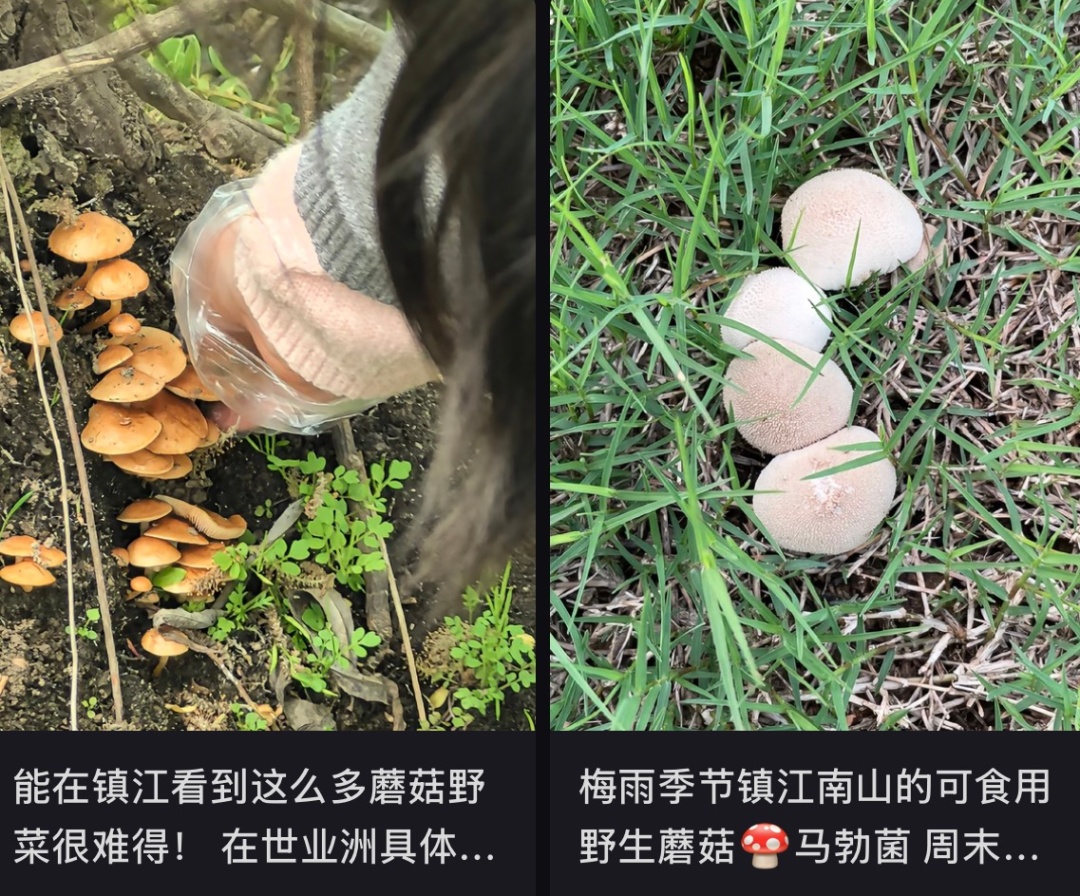 不要捡!不要吃!雨后大量出现 不要捡!不要吃!雨后大量出现