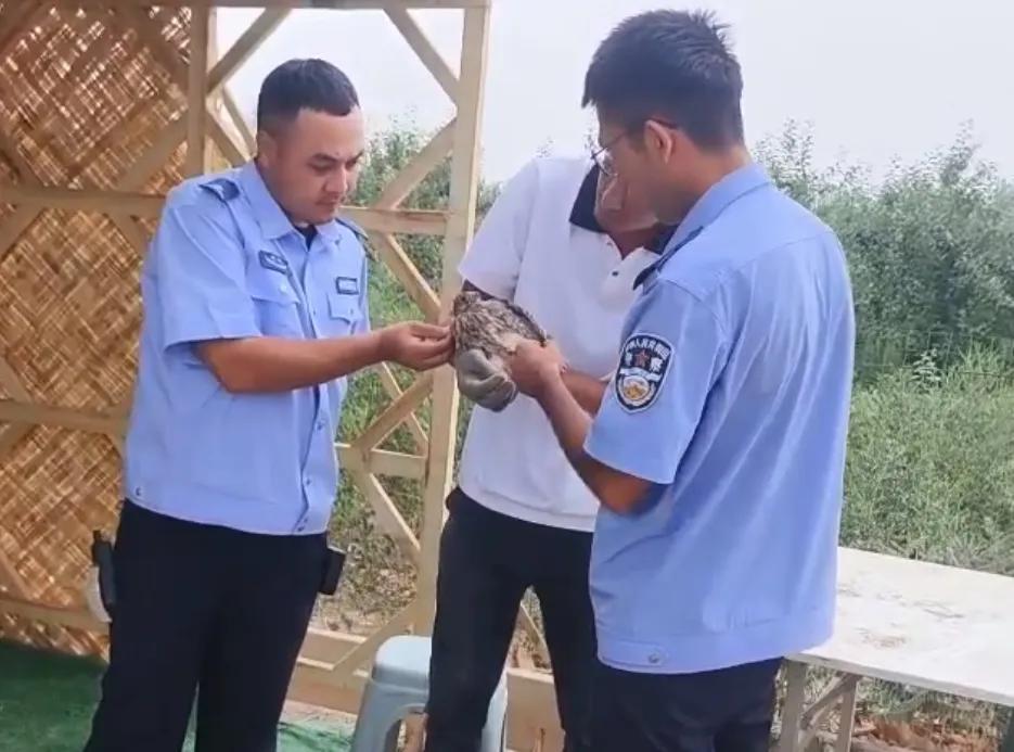 棕尾鵟不“狂”,红隼不“损”,它们都懂“有困难找警察”! 棕尾鵟不“狂”,红隼不“损”,它们都懂“有困难找警察”!