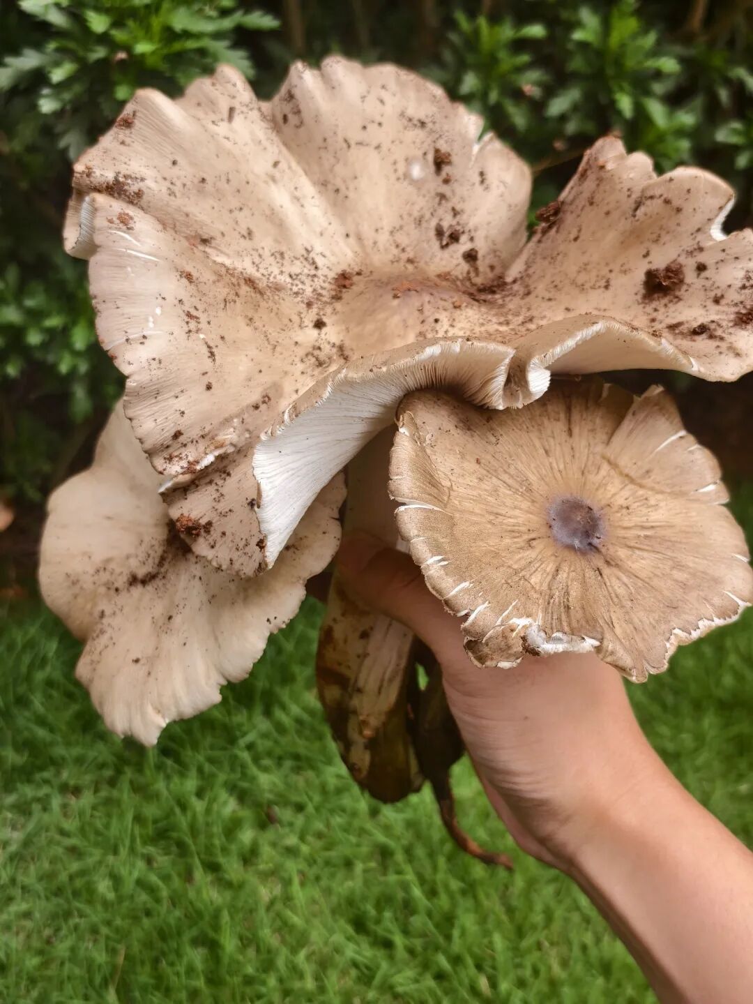 羡慕!一女子在河边捡到50多窝鸡枞,已连续三年有收获 羡慕!一女子在河边捡到50多窝鸡枞,已连续三年有收获