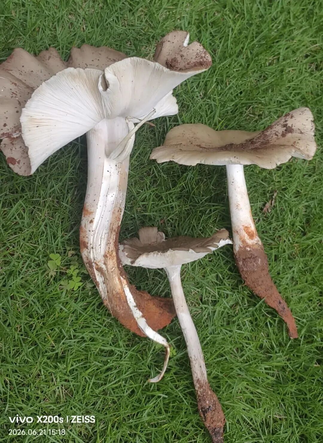 羡慕!一女子在河边捡到50多窝鸡枞,已连续三年有收获 羡慕!一女子在河边捡到50多窝鸡枞,已连续三年有收获