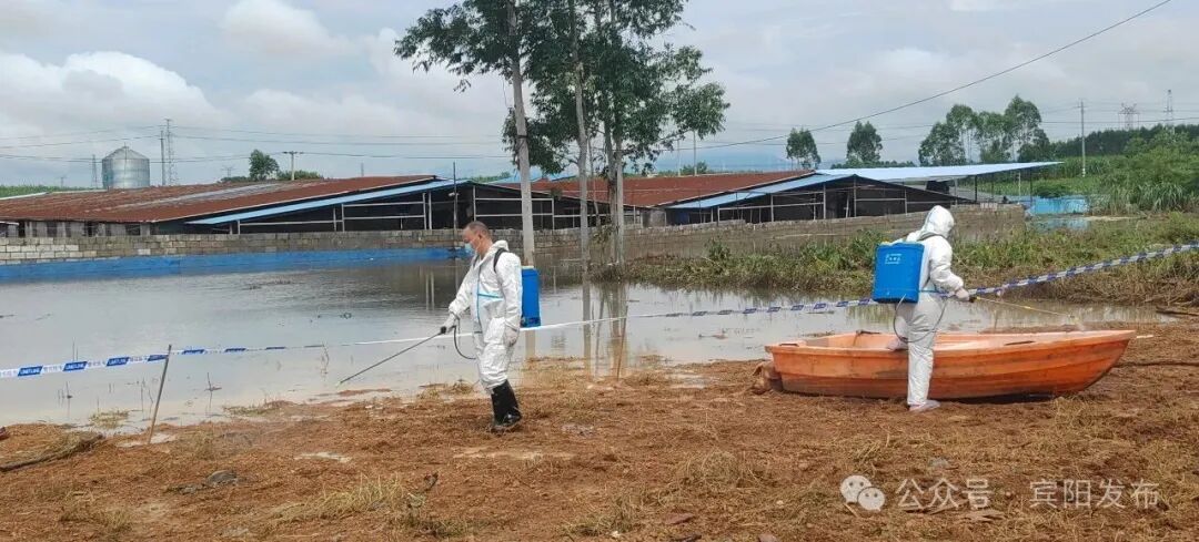 “养猪场数千头死猪漂浮水面”!广西宾阳回应 “养猪场数千头死猪漂浮水面”!广西宾阳回应