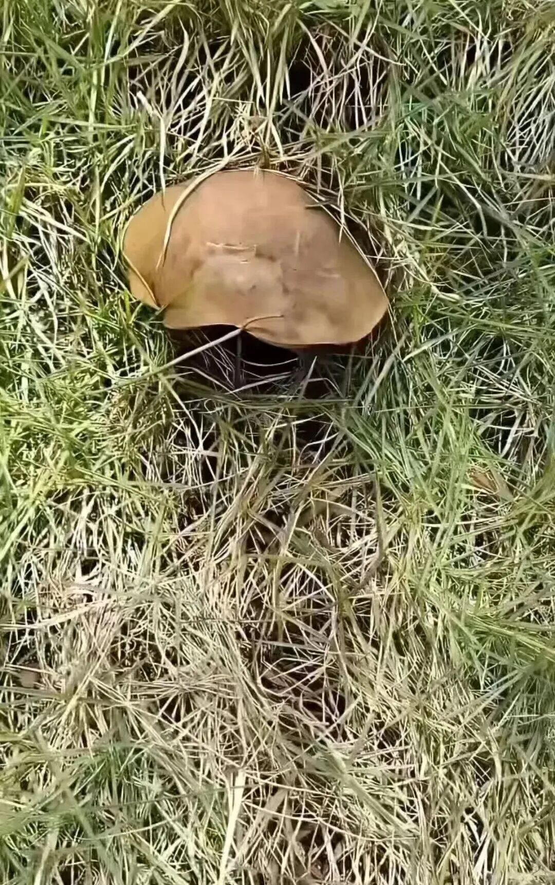羡慕!一女子在河边捡到50多窝鸡枞,已连续三年有收获 羡慕!一女子在河边捡到50多窝鸡枞,已连续三年有收获