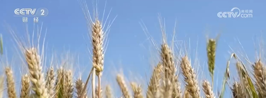 首破3000亿斤,夏粮丰收!粮食安全主动权牢牢握在自己手中 首破3000亿斤,夏粮丰收!粮食安全主动权牢牢握在自己手中