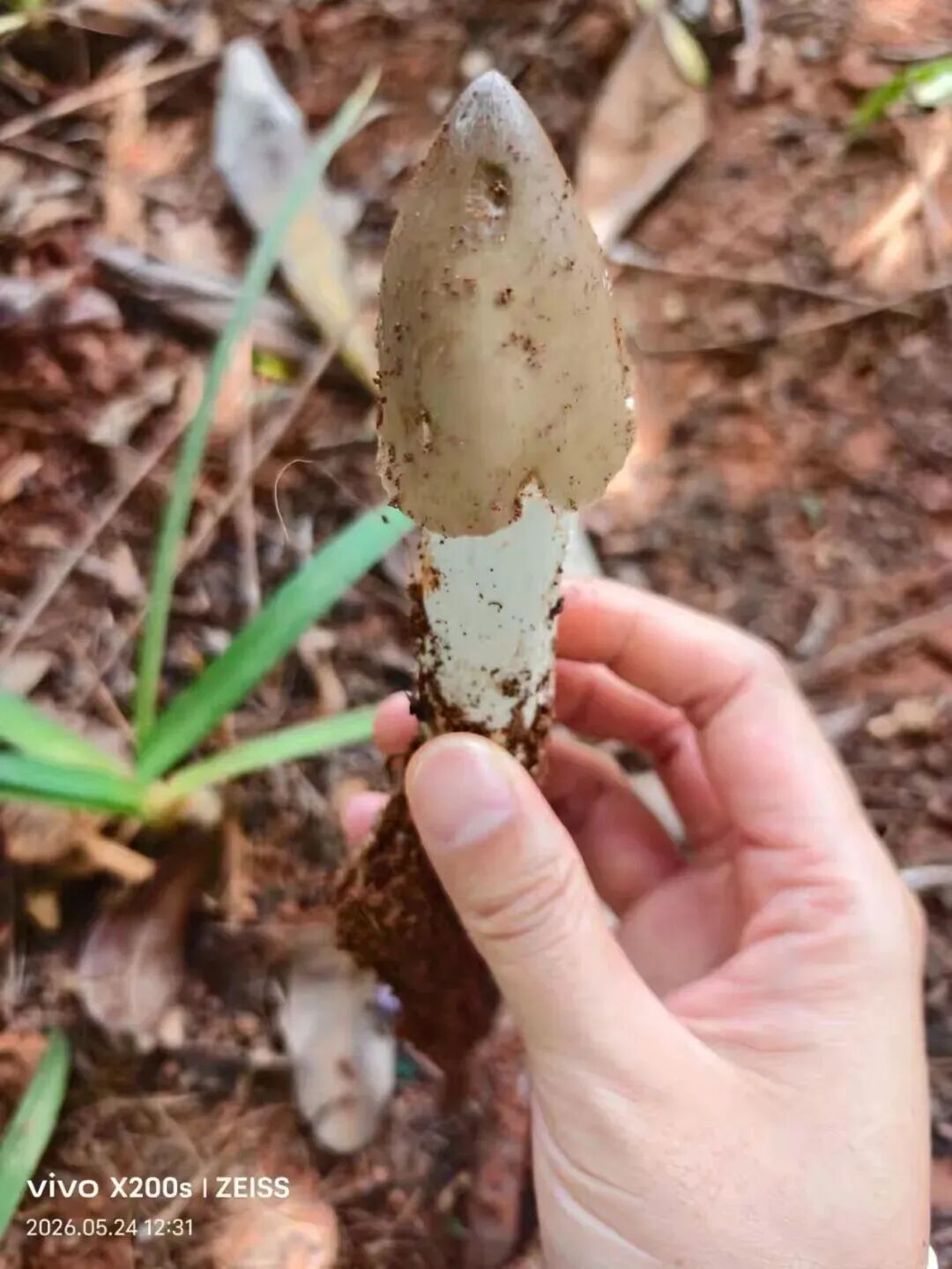 羡慕!一女子在河边捡到50多窝鸡枞,已连续三年有收获 羡慕!一女子在河边捡到50多窝鸡枞,已连续三年有收获