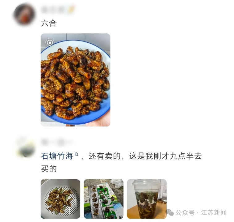 夏夜“淘金”热，上山捉知了猴去！一晚赚千元，蝉鸣会消失吗？