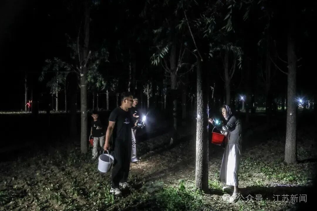 夏夜“淘金”热，上山捉知了猴去！一晚赚千元，蝉鸣会消失吗？