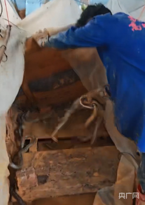 每天捕蛇十七八个小时!广西横州捕蛇者:抓了两千多斤 每天捕蛇十七八个小时!广西横州捕蛇者:抓了两千多斤
