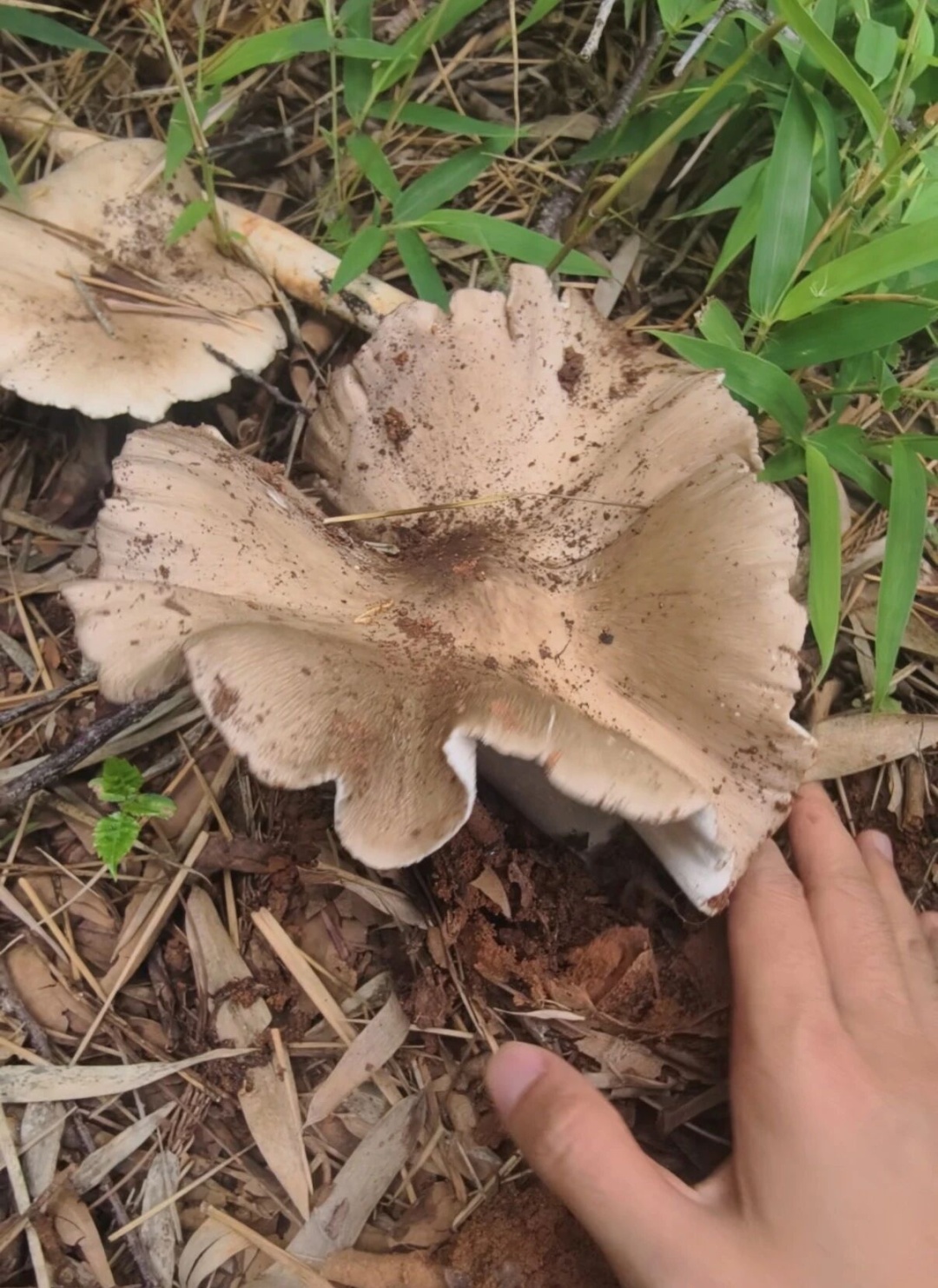 羡慕!一女子在河边捡到50多窝鸡枞,已连续三年有收获 羡慕!一女子在河边捡到50多窝鸡枞,已连续三年有收获