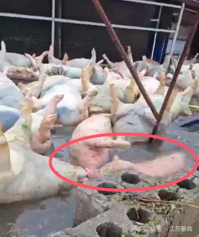 “养猪场数千头死猪漂浮水面”!广西宾阳回应 “养猪场数千头死猪漂浮水面”!广西宾阳回应