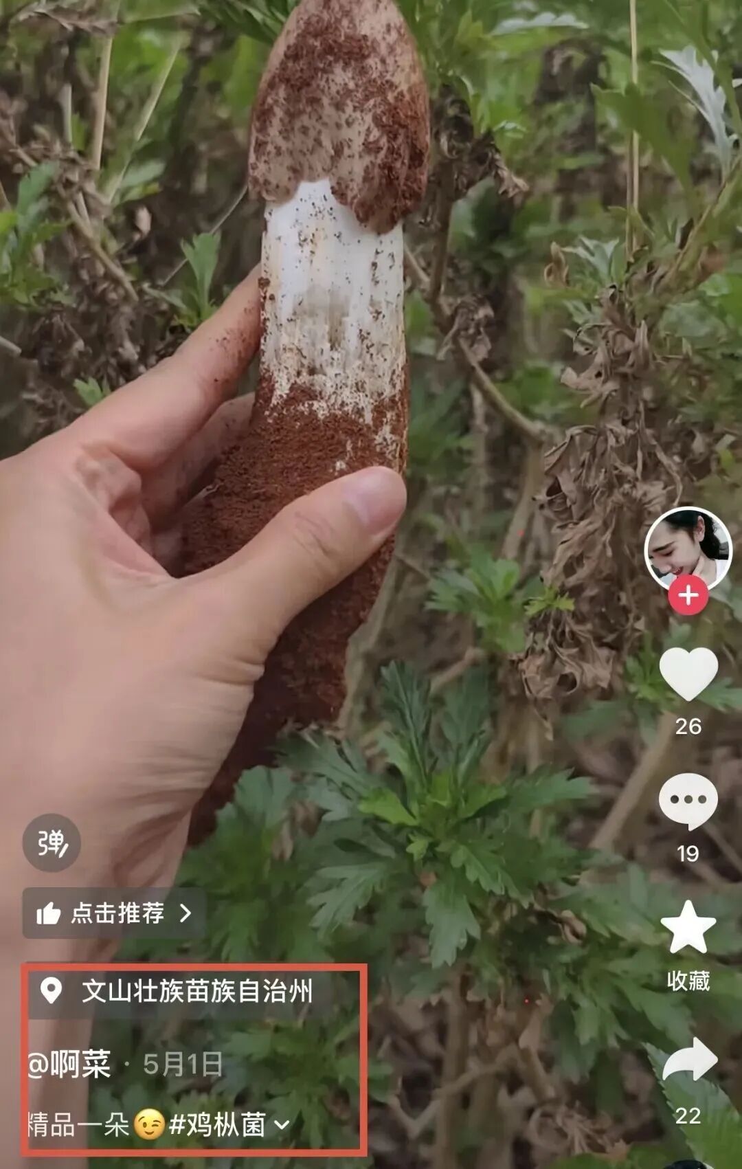 羡慕!一女子在河边捡到50多窝鸡枞,已连续三年有收获 羡慕!一女子在河边捡到50多窝鸡枞,已连续三年有收获