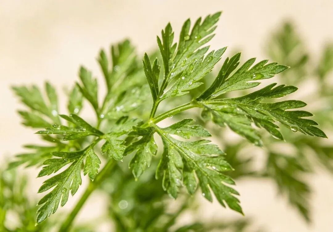 想安稳过三伏?5种补阳菜趁早安排 想安稳过三伏?5种补阳菜趁早安排