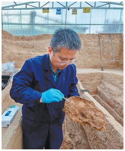 一只3700年前的小扇贝,成了博物馆“明星”展品 一只3700年前的小扇贝,成了博物馆“明星”展品