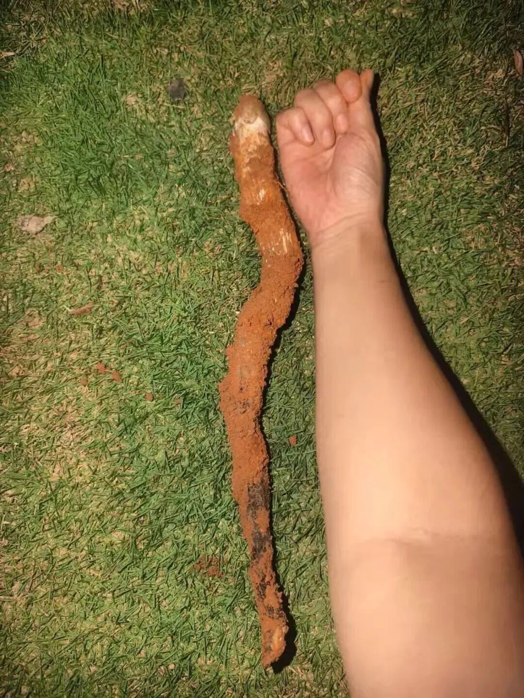 羡慕!一女子在河边捡到50多窝鸡枞,已连续三年有收获 羡慕!一女子在河边捡到50多窝鸡枞,已连续三年有收获