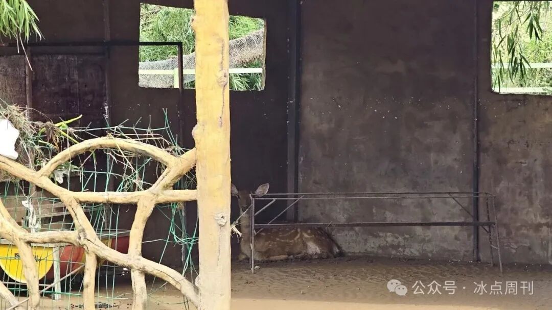 3只狮子死亡,草食动物几乎没了!贵港动物园最新消息 3只狮子死亡,草食动物几乎没了!贵港动物园最新消息