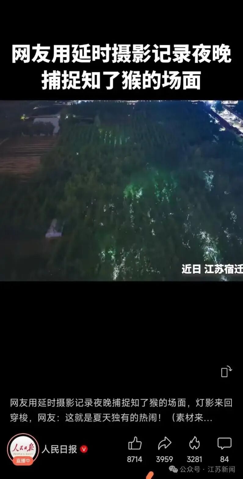 夏夜“淘金”热，上山捉知了猴去！一晚赚千元，蝉鸣会消失吗？