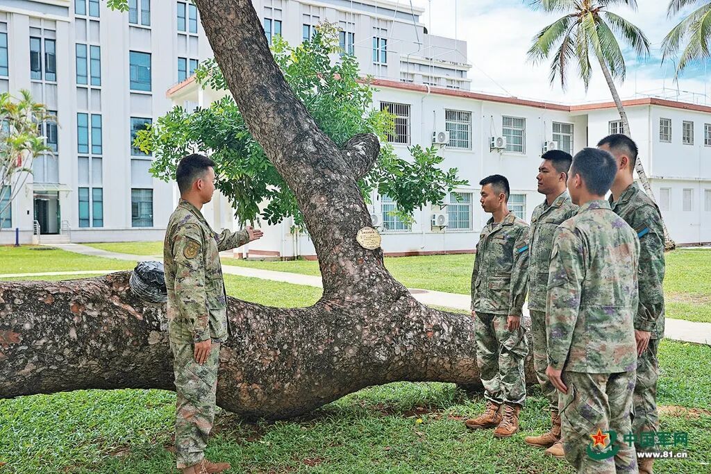 一棵老树、一部交换机、一本相册，这是独属海岛雷达兵的心海“锚地”……
