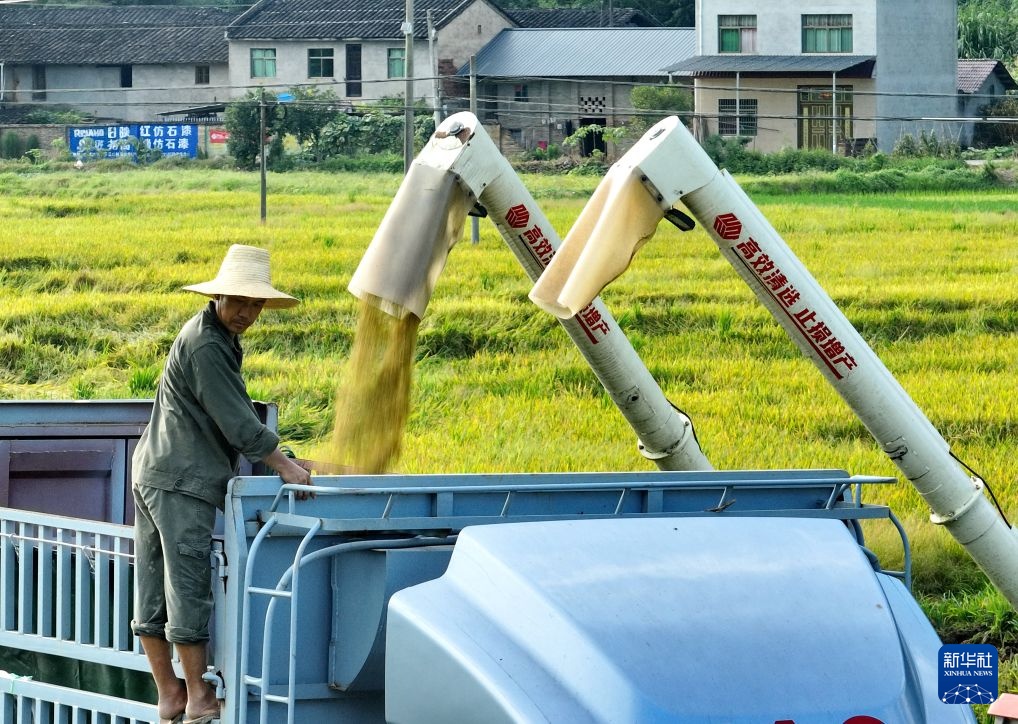 福建建瓯:种粮大户抢收早稻 福建建瓯:种粮大户抢收早稻