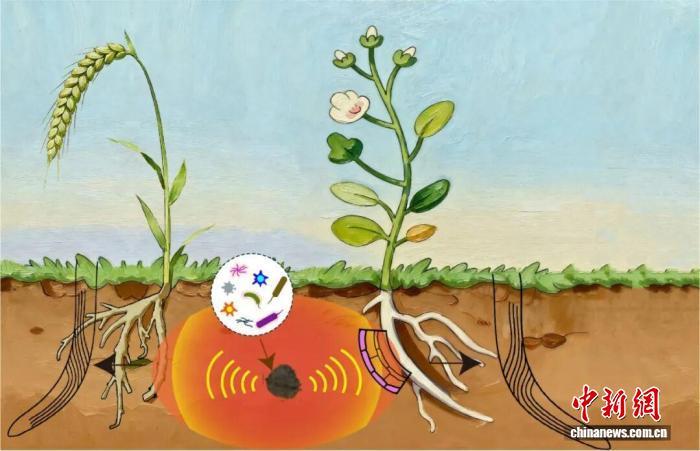 根系主动对植物腐败物产生逃避生长 西农团队发现植物新向性生长类型