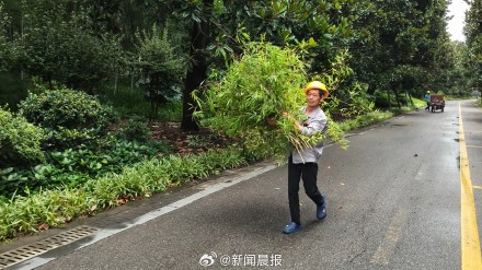 上海300多株倒伏树木一夜清零,上海速度靠的不是熬夜而是平日功夫 上海300多株倒伏树木一夜清零,上海速度靠的不是熬夜而是平日功夫
