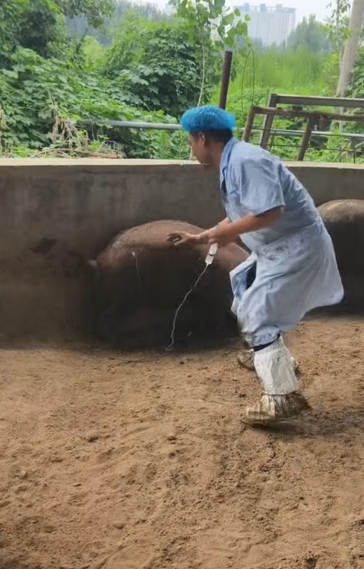 石家庄一兽医给中暑猪打针,满猪圈跑还栽粪坑引全网围观,网友:猪治好了,兽医中暑了 石家庄一兽医给中暑猪打针,满猪圈跑还栽粪坑引全网围观,网友:猪治好了,兽医中暑了