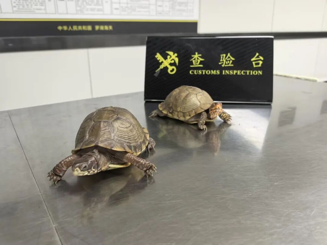 女子在内衣里塞了两只活体乌龟!被海关当场拦截! 女子在内衣里塞了两只活体乌龟!被海关当场拦截!