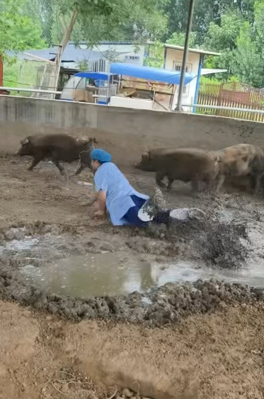 石家庄一兽医给中暑猪打针,满猪圈跑还栽粪坑引全网围观,网友:猪治好了,兽医中暑了 石家庄一兽医给中暑猪打针,满猪圈跑还栽粪坑引全网围观,网友:猪治好了,兽医中暑了