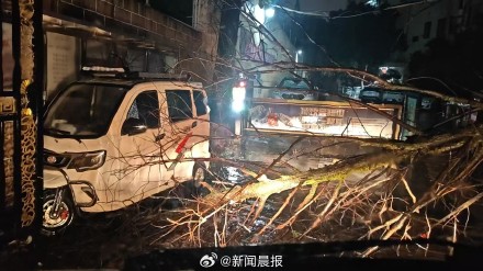 上海300多株倒伏树木一夜清零,上海速度靠的不是熬夜而是平日功夫 上海300多株倒伏树木一夜清零,上海速度靠的不是熬夜而是平日功夫