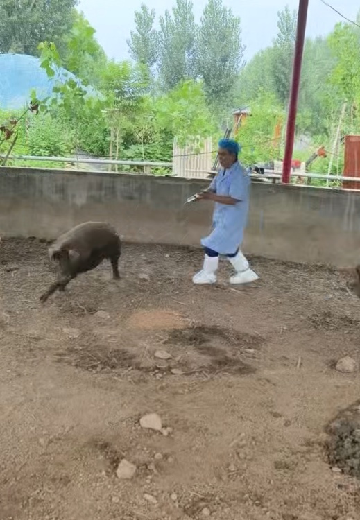 石家庄一兽医给中暑猪打针,满猪圈跑还栽粪坑引全网围观,网友:猪治好了,兽医中暑了 石家庄一兽医给中暑猪打针,满猪圈跑还栽粪坑引全网围观,网友:猪治好了,兽医中暑了