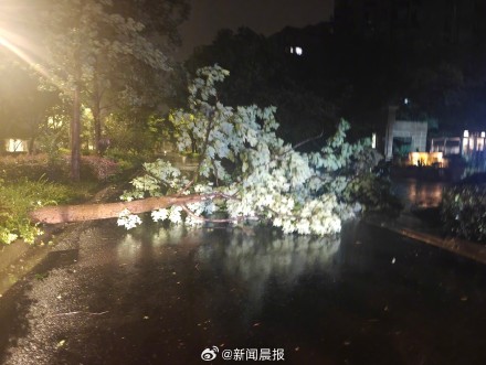 上海300多株倒伏树木一夜清零,上海速度靠的不是熬夜而是平日功夫 上海300多株倒伏树木一夜清零,上海速度靠的不是熬夜而是平日功夫