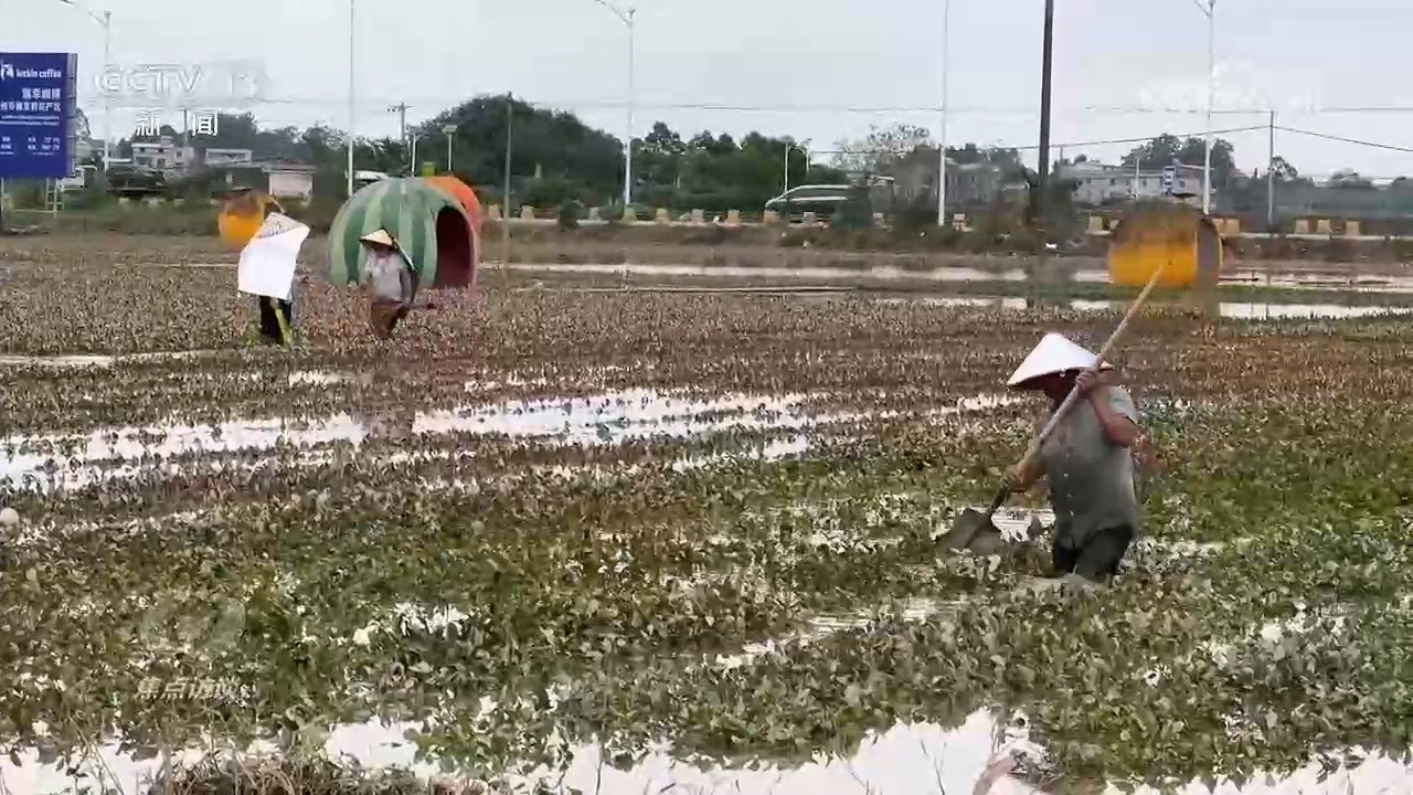 焦点访谈|“只要人在,希望就在”!直击广西横州灾后重建一线 焦点访谈|“只要人在,希望就在”!直击广西横州灾后重建一线