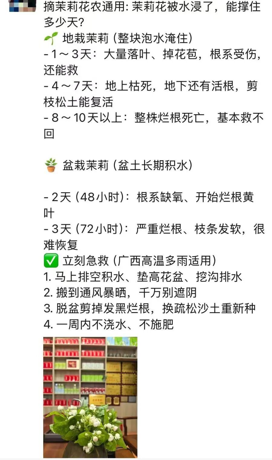 广西横州大片茉莉花田被淹，全国超八成茉莉原料产自这里，最新情况→