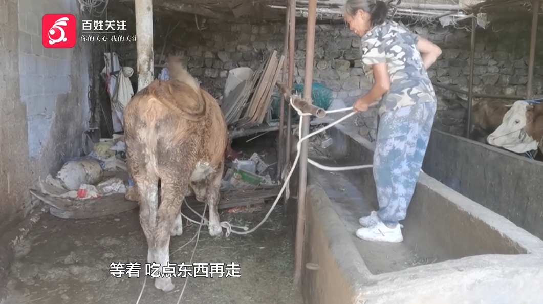 800斤黄牛坠入化粪池获救!村民追车50米含泪道谢:这牛是家里重要经济来源 800斤黄牛坠入化粪池获救!村民追车50米含泪道谢:这牛是家里重要经济来源