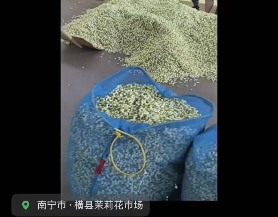 广西横州大片茉莉花田被淹，全国超八成茉莉原料产自这里，最新情况→