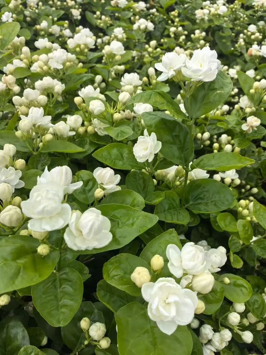 广西横州大片茉莉花田被淹，全国超八成茉莉原料产自这里，最新情况→