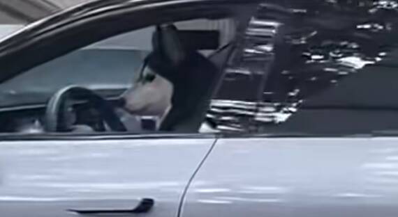 上海街头一只狗竟然在开车?！警方通报