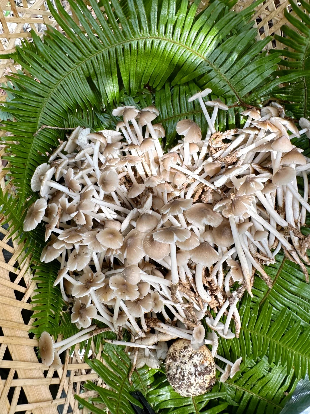 上新！云南野生菌可食菌种+5