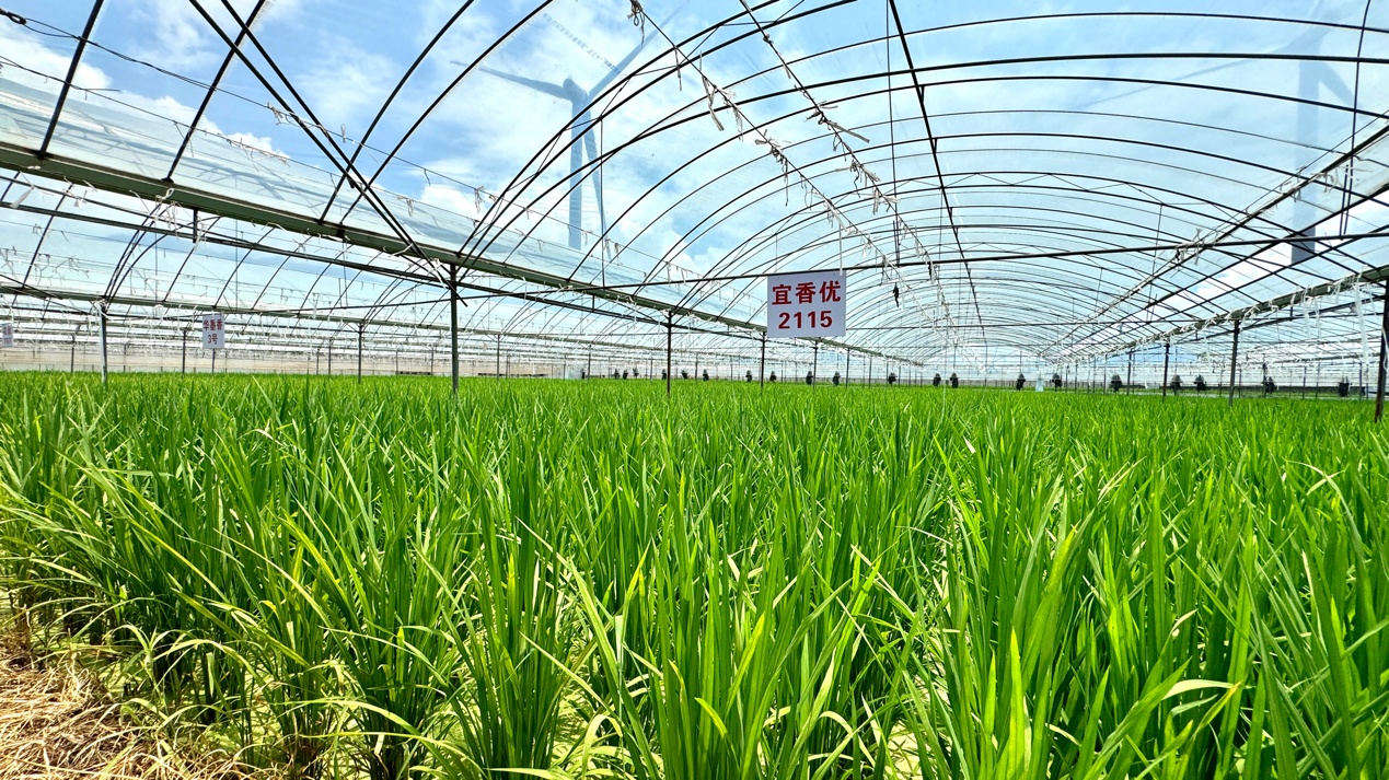 四川西昌:“稻菜轮作”种出设施农业新模式 四川西昌:“稻菜轮作”种出设施农业新模式