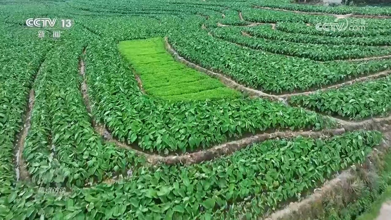 焦点访谈|两套台账、虚报数据!湖南江华水稻种植面积造假调查 焦点访谈|两套台账、虚报数据!湖南江华水稻种植面积造假调查
