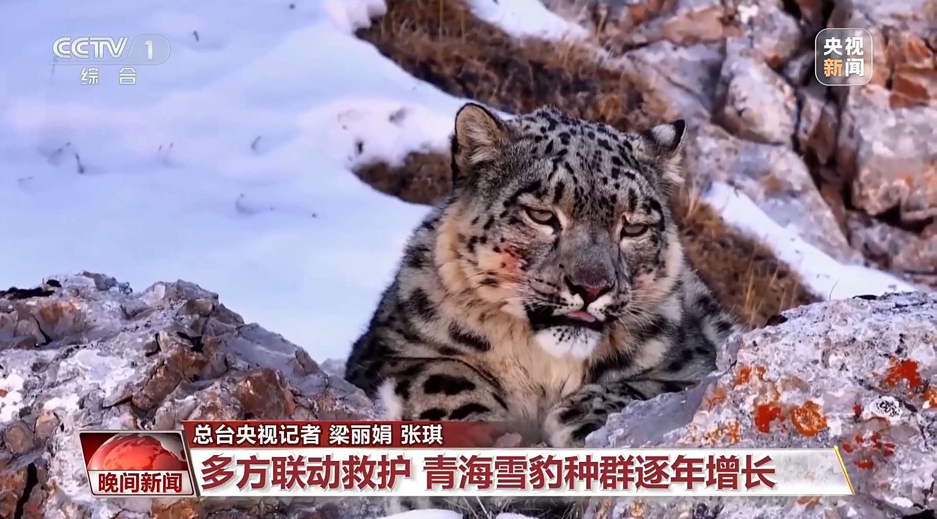 美丽中国行丨青海三只被救护雪豹迎“深度体检” 美丽中国行丨青海三只被救护雪豹迎“深度体检”