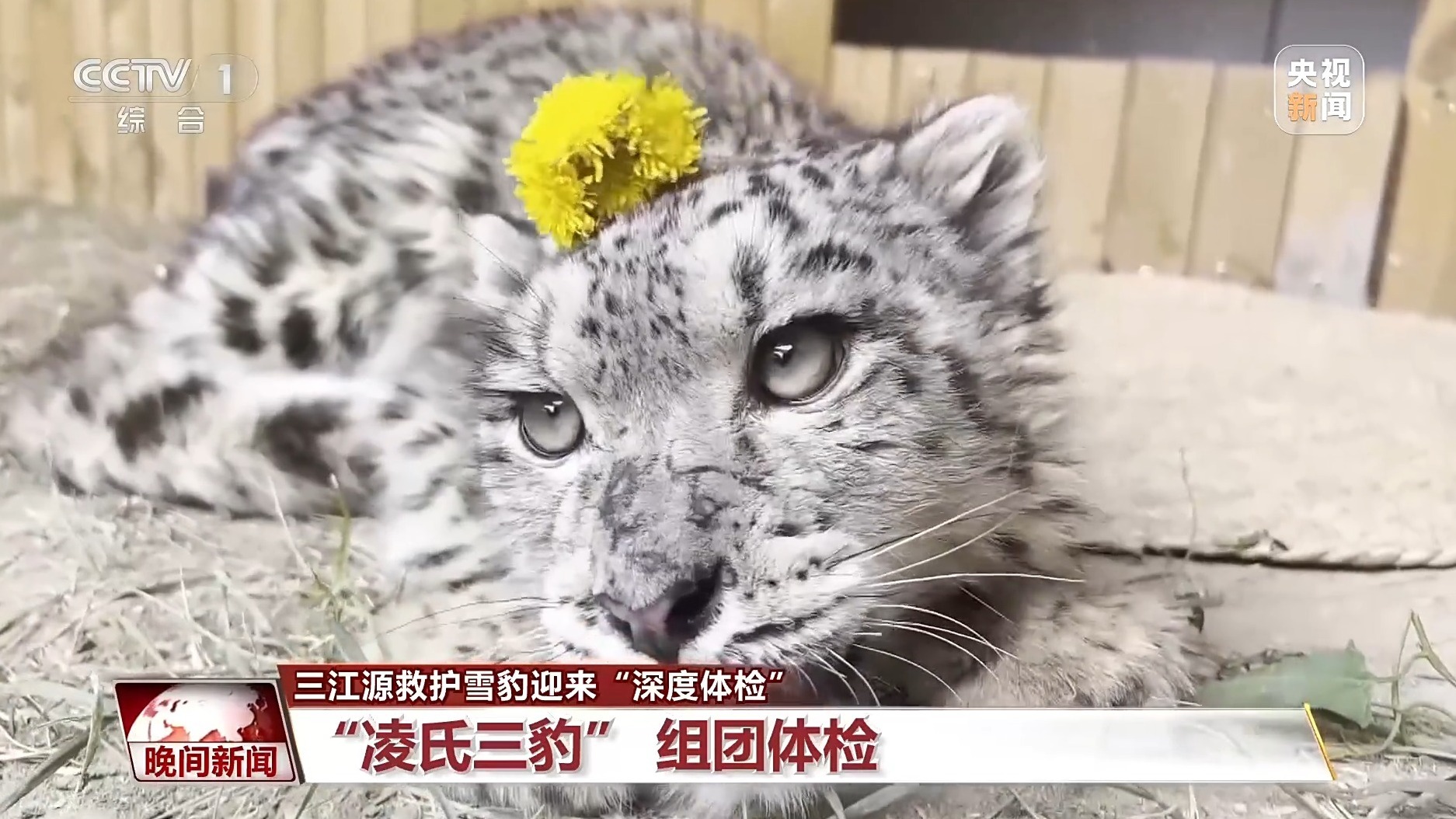 美丽中国行丨青海三只被救护雪豹迎“深度体检” 美丽中国行丨青海三只被救护雪豹迎“深度体检”
