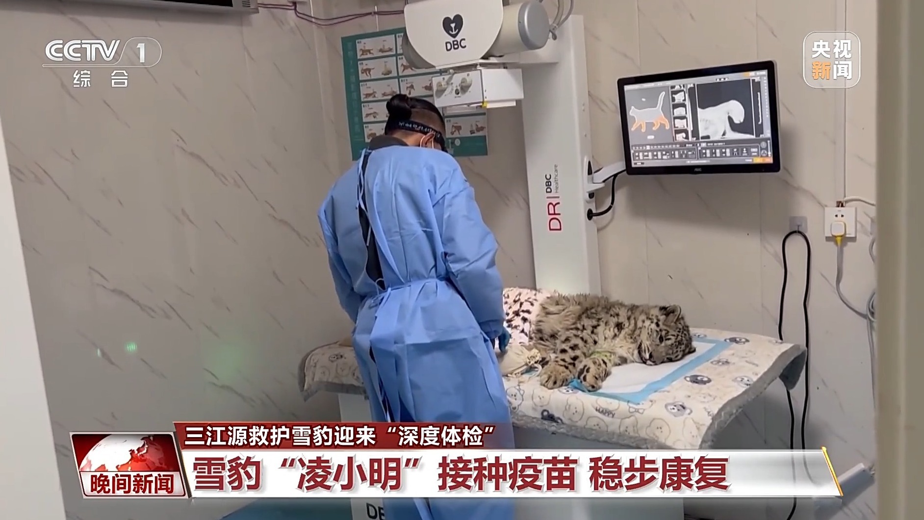 美丽中国行丨青海三只被救护雪豹迎“深度体检” 美丽中国行丨青海三只被救护雪豹迎“深度体检”
