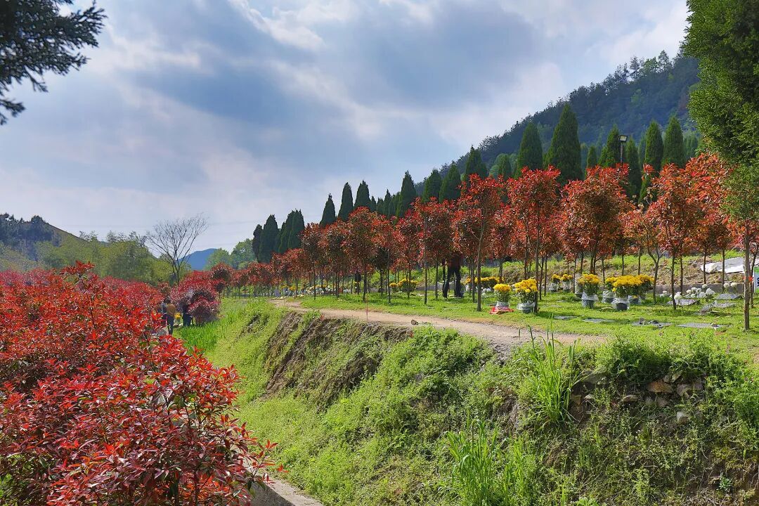 “动了风水,家里要遭灾”?在田间地头迁坟,到底有多难 “动了风水,家里要遭灾”?在田间地头迁坟,到底有多难